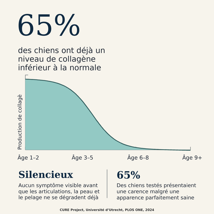 65 % des chiens ont déjà un niveau de collagène inférieur à la normale
