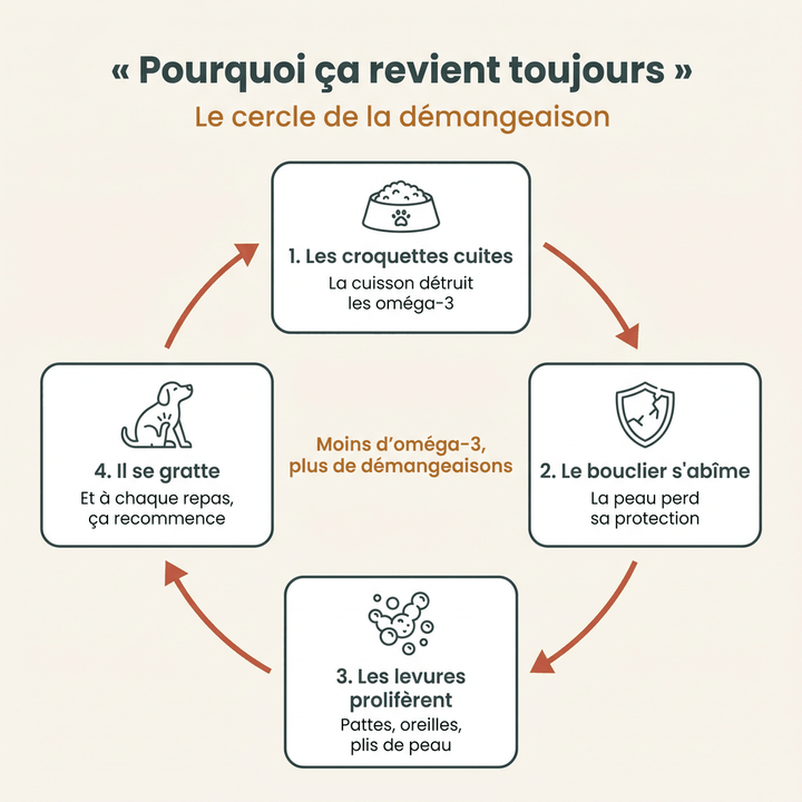 Pourquoi les démangeaisons de votre chien reviennent toujours